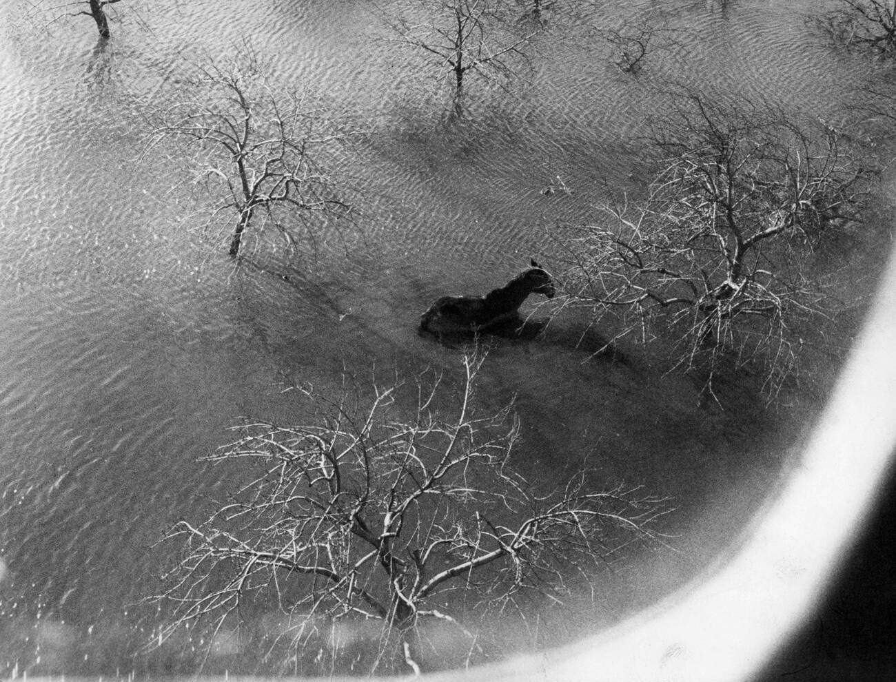 Horse in the water during the North Sea Flood of 1962 in Hamburg, West Germany