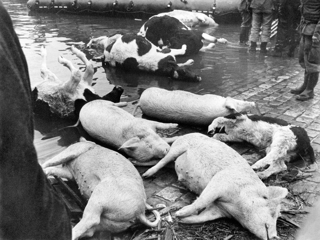 Livestock drowned during the North Sea Flood of 1962