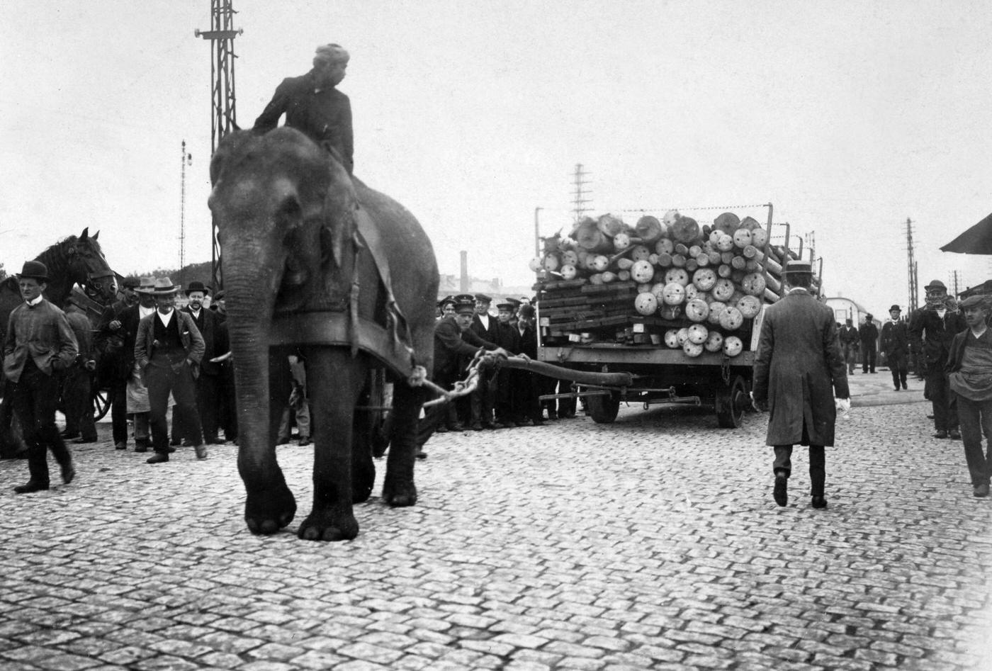 An Indian elephant hauling a heavy load in the dockland area of Hamburg, Germany, 1910