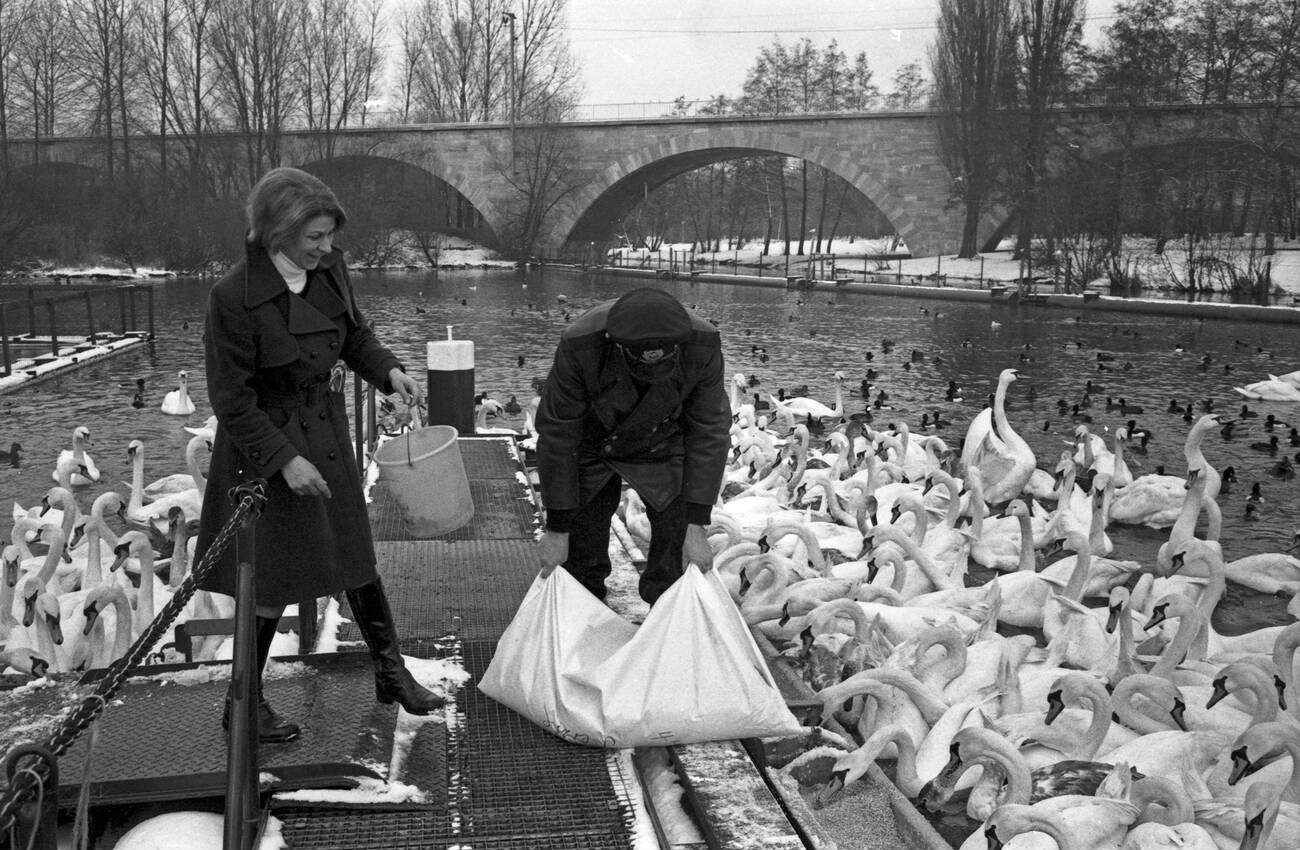 Harald Niess, also known as the "Schwanenvater," taking care of the Alster swans in Hamburg, Germany in the 1970s.
