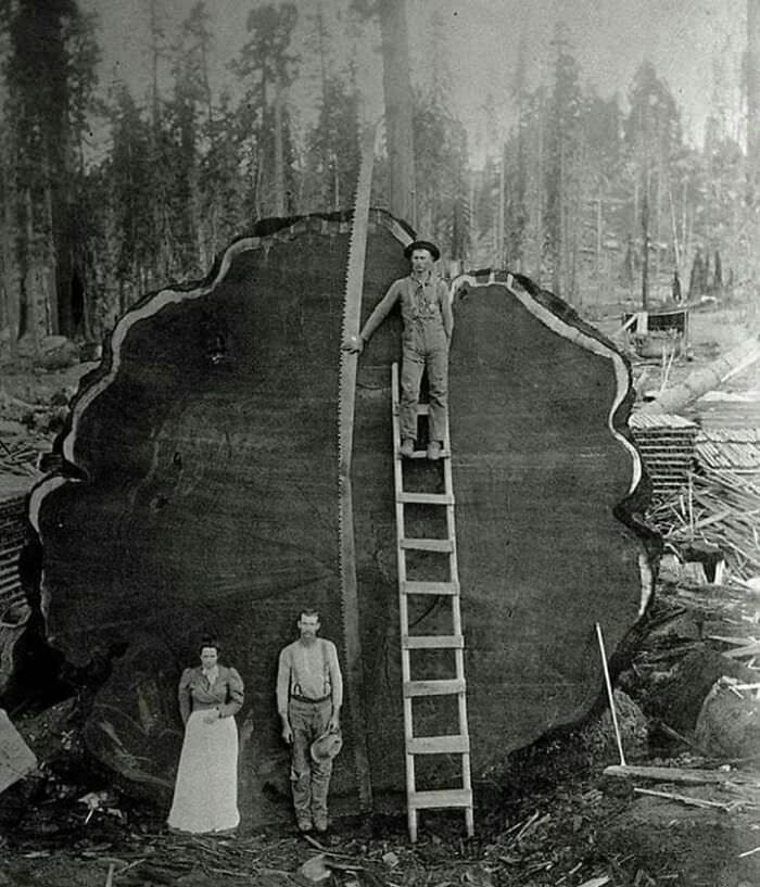 A Logging Family with a 1300-Year-Old Tree