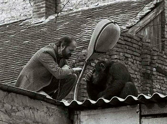 The Great Escape of Sami the Chimpanzee