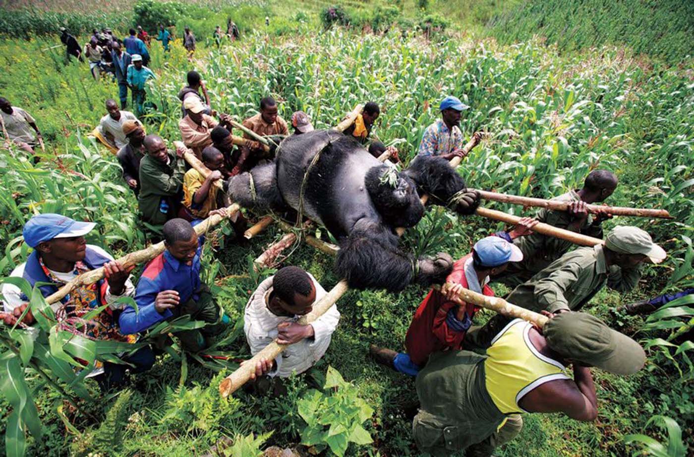 Gorilla In The Congo, 2007