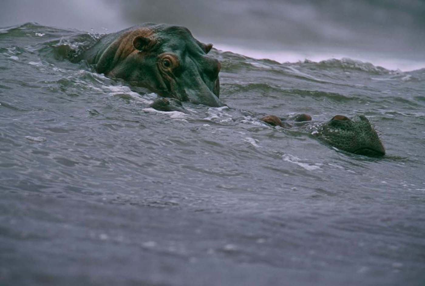 Surfing Hippos, 2000