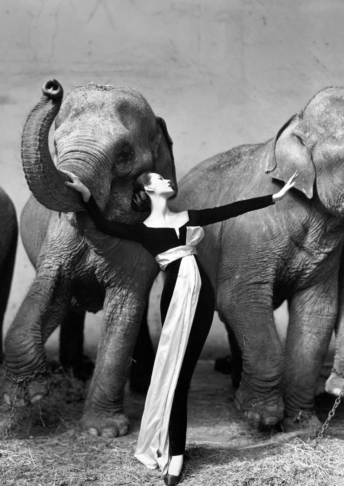 Dovima With Elephants, Paris, 1955