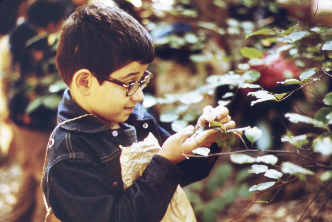 Taking a close look at nature at high rock park on staten island. This boy is a member of a group from ps 163 in new york city school children are frequent visitors to the park, 1970s