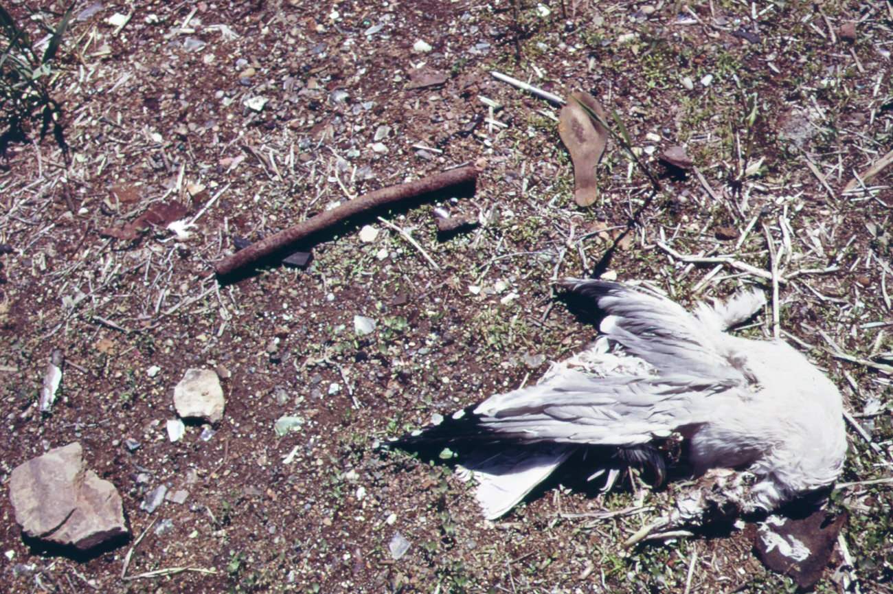Dead gull near entrance to great kills park on staten island, 1970s