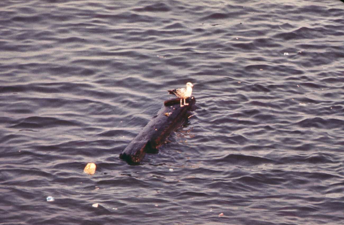 Gull floats on driftwood in new york harbor--seen from the staten island ferry, 1970s