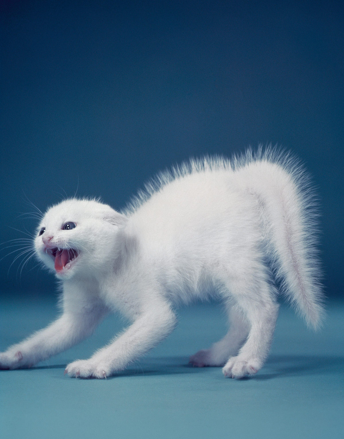 Chandoha’s backlighting technique dramatizes the defensive posture of a kitten seeing a dog in 1957.