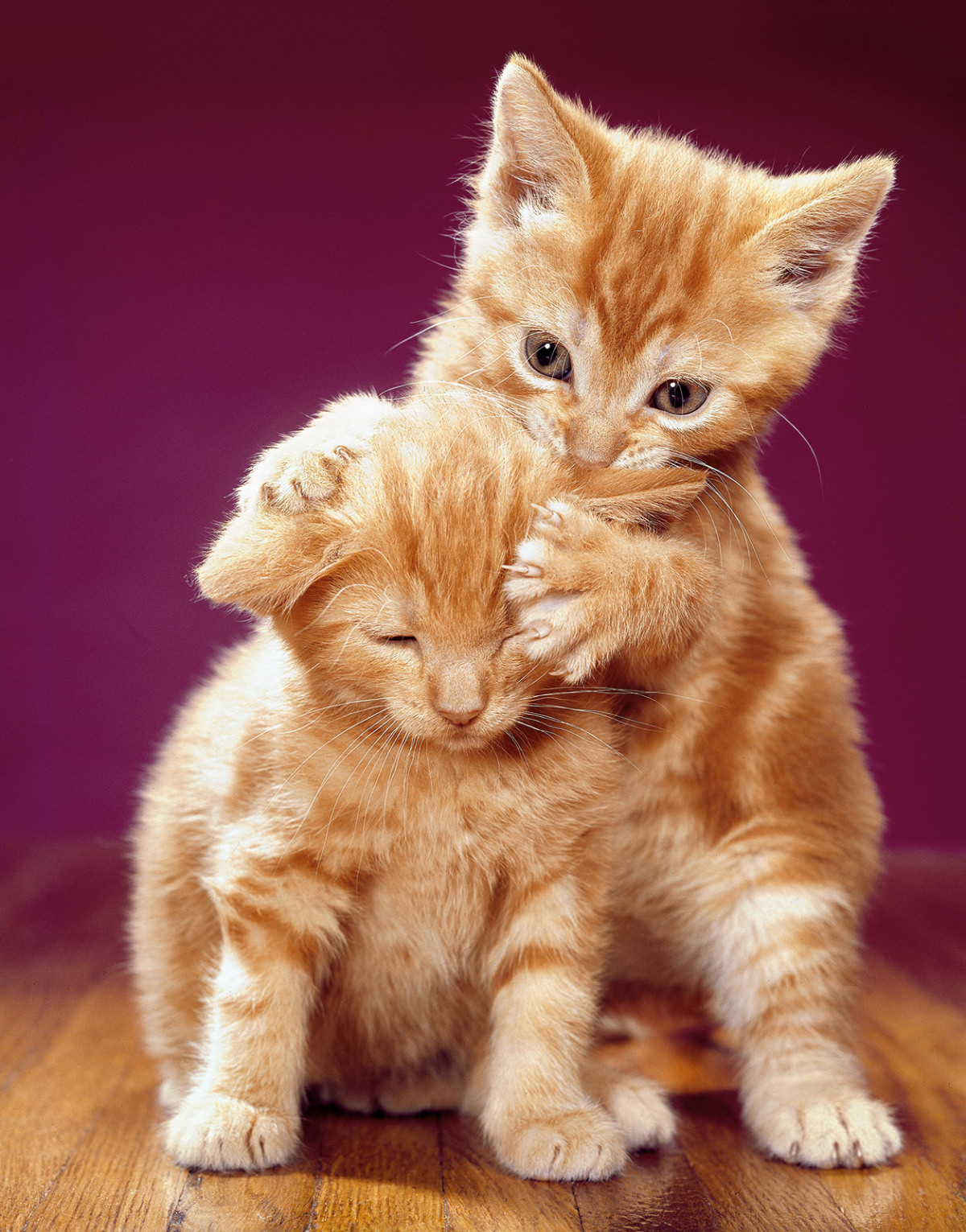 Kittens play together in 1968.