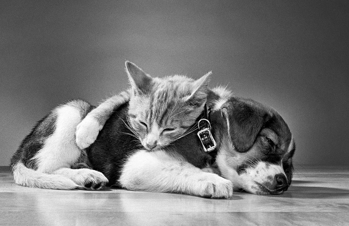 A cat cozies up to a dog in 1968.