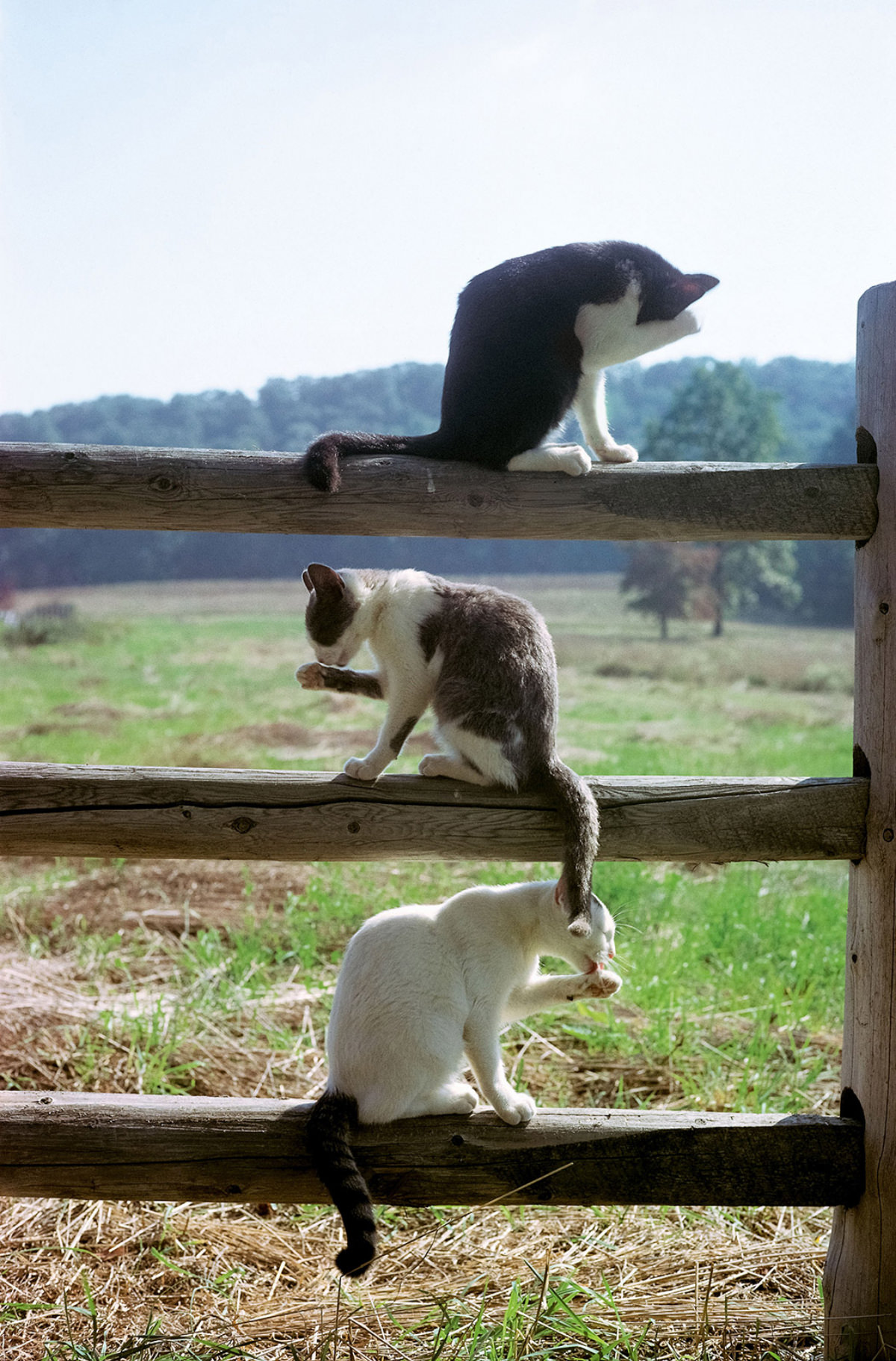 Barn cats wash themselves on a fence in 1982.