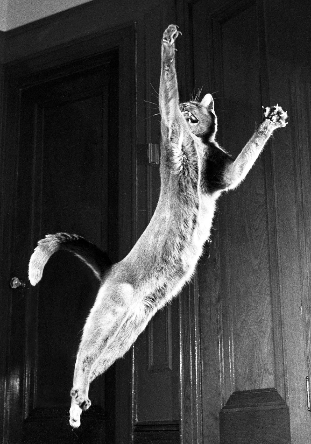 The spirited Loco – a stray Russian blue Chandoha spotted on a snowy New York City street. His newfound pet would launch his photographic journey. Astoria, 1951.