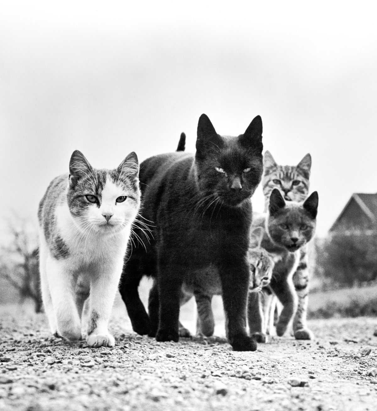 A clowder of ominous looking felines in one of the photographer’s most famous works, titled The Mob. New Jersey, 1961.