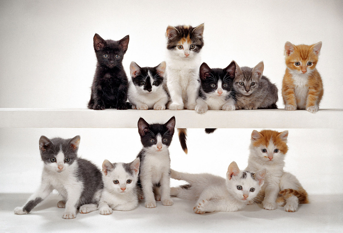 These adorable kittens took part in a Chandoha photo shoot for McCall’s Magazine in 1964.