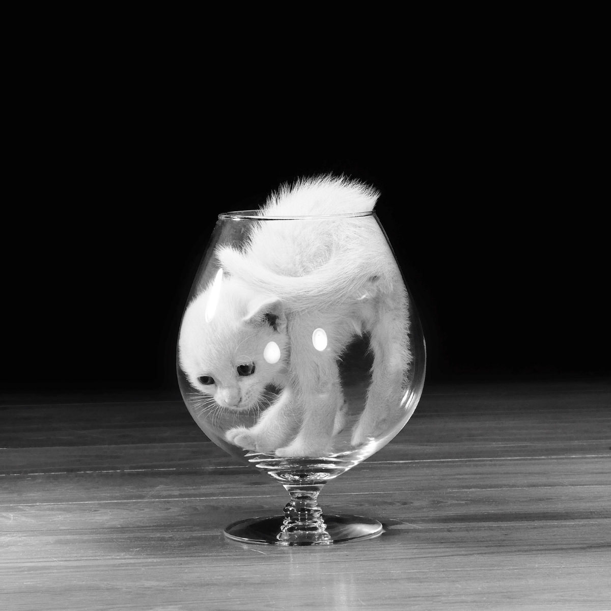 An American shorthair squeezes into a glass in 1960.