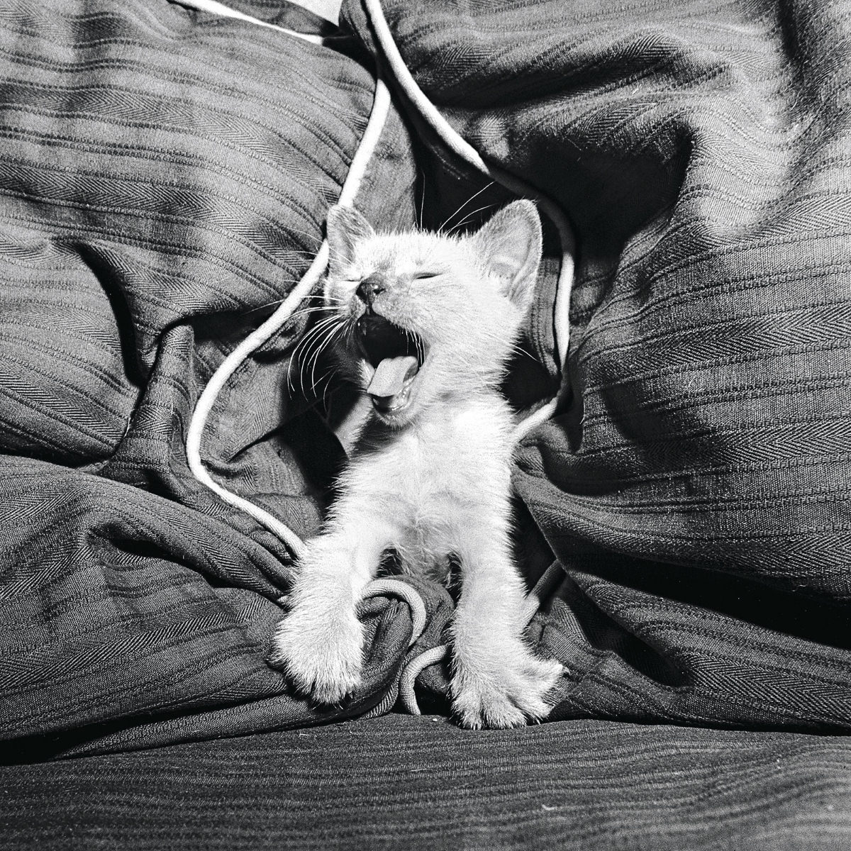 A Siamese cat yawns in 1950.