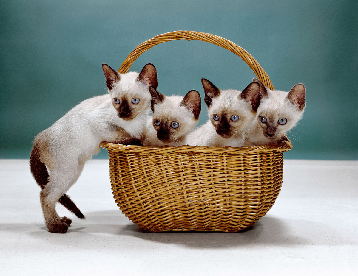Siamese kittens play in a basket in 1962.