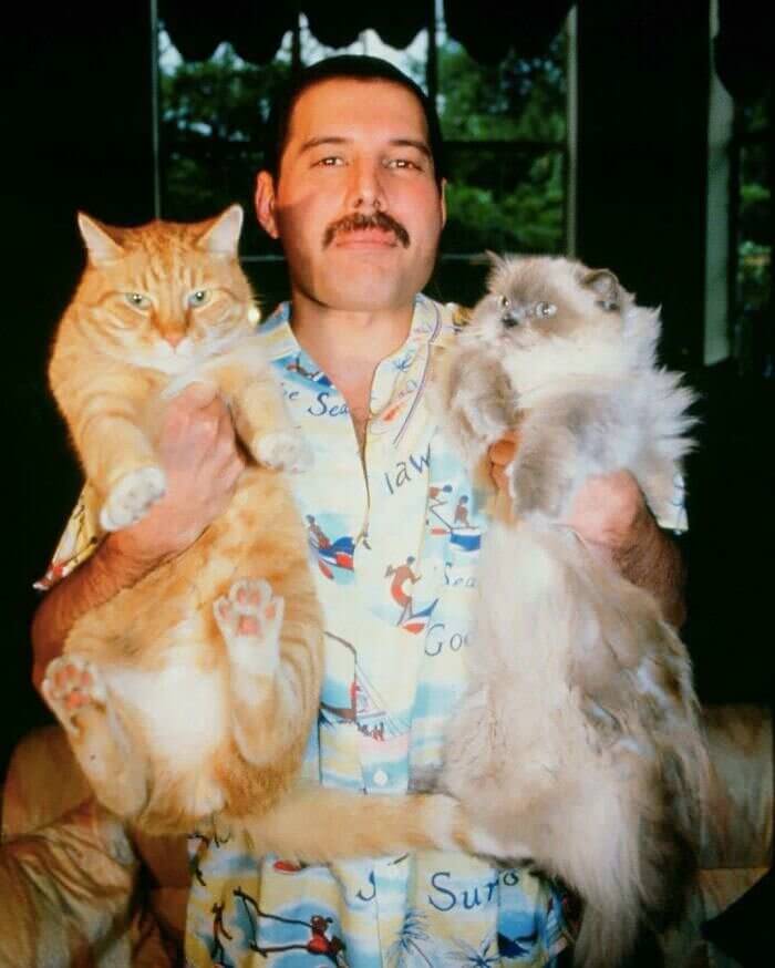 Freddie's Furry Friends