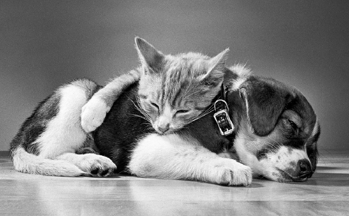 Walter Chandoha Cat Photogrpahy
