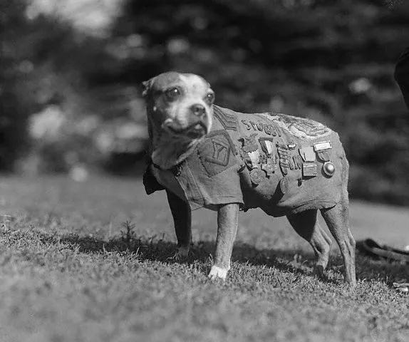 Sergeant Stubby, the Most Decorated Dog of World War I