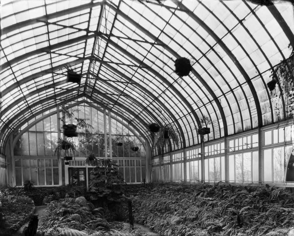 Interior of Fern House at Shaw's Garden (Missouri Botanical Garden, 1930