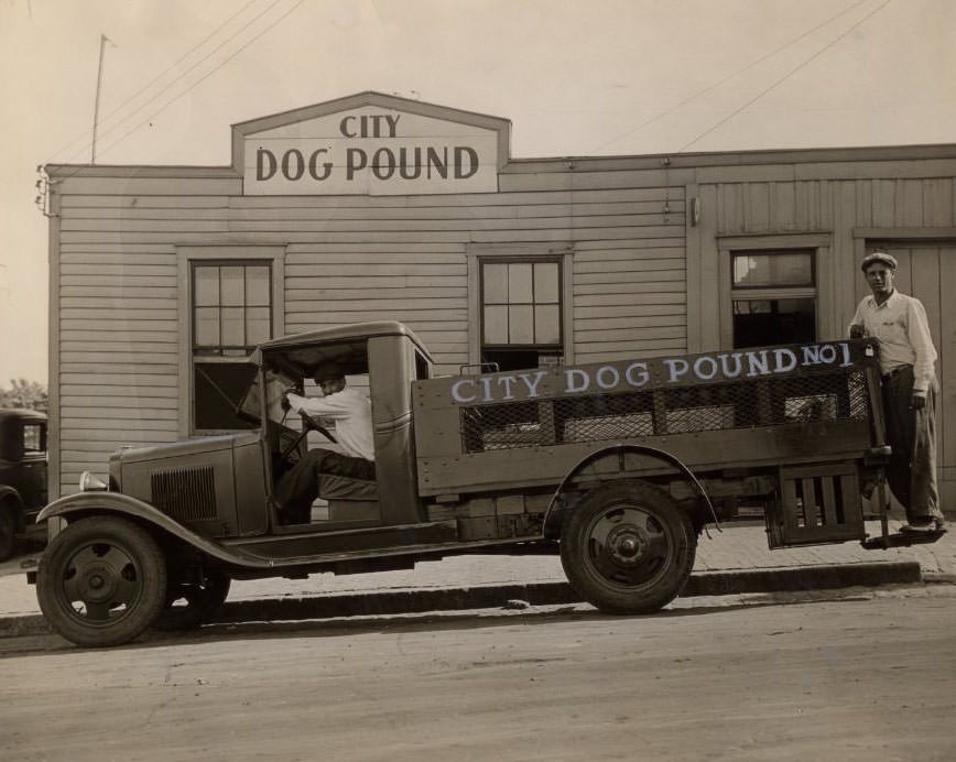 A veterinarian at the dog pound catching a stray dog in a net, 1930