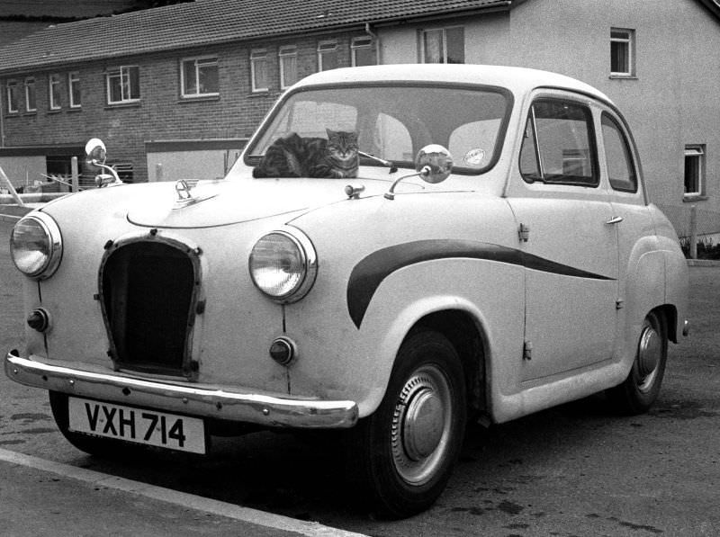 Cat on an Austin A35 hood, Totnes, Devon, 1970