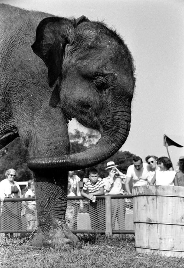 Elephant, Brookfield Children’s Zoo in Chicago, 1953.