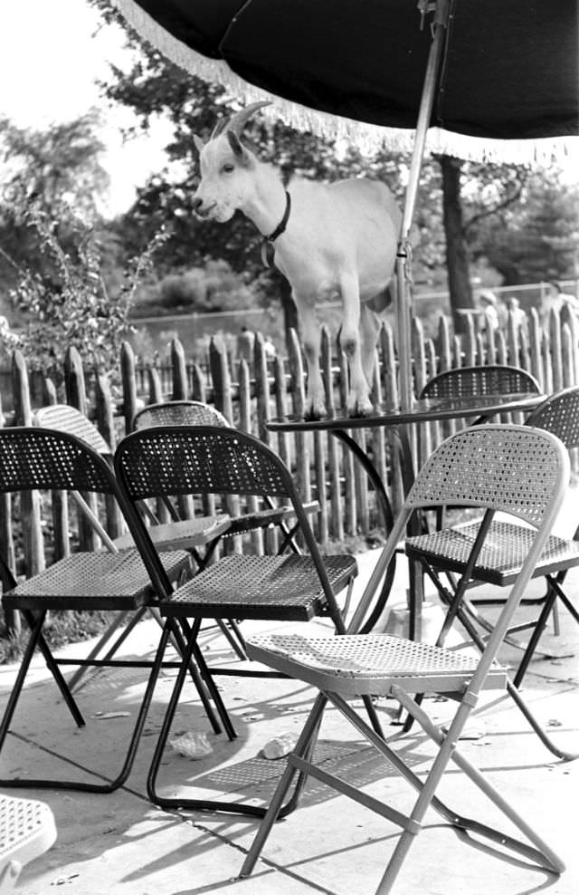 A goat perched on a table at the Brookfield Children’s Zoo, Chicago, 1953.