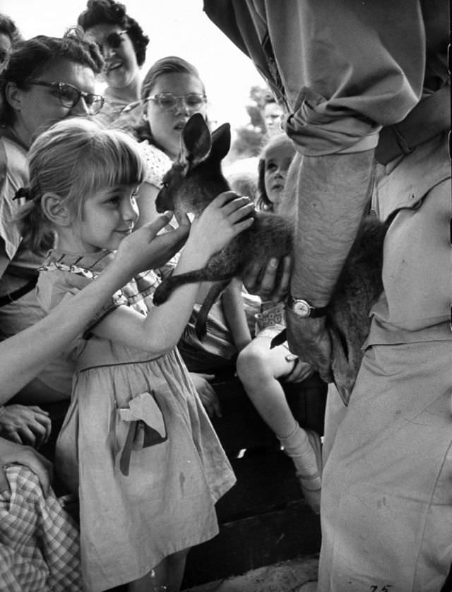 Children were drawn to a baby kangaroo.