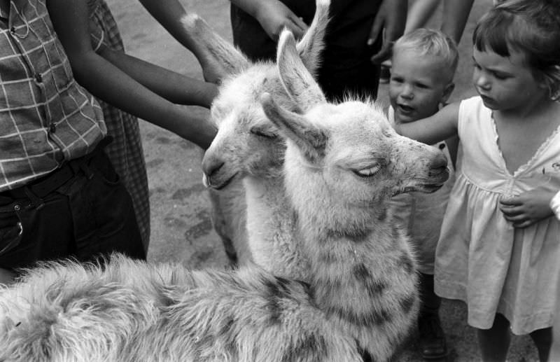 Baby llamas at the Brookfield Children’s Zoo in Chicago, 1953.