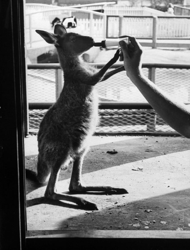 A baby kangaroo was bottle-fed at Brookfield Children’s Zoo, Chicago, 1953.