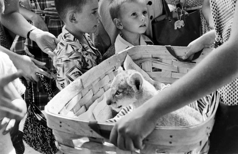 A lion cub was displayed in a basket at the Brookfield Children’s Zoo in Chicago, 1953.
