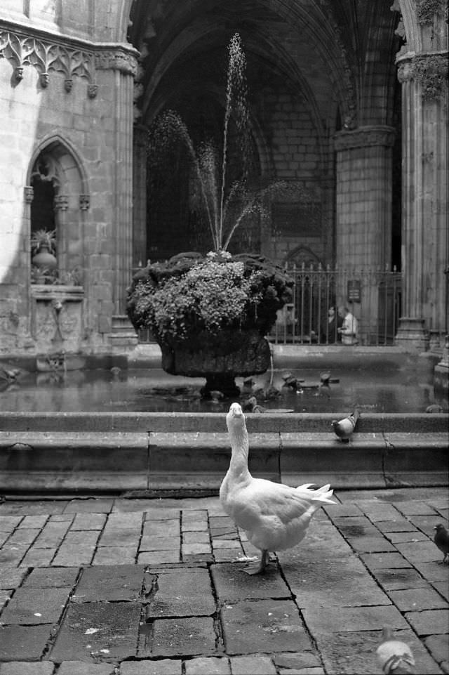 Goosey, Barcelona Cathedral, 1990.