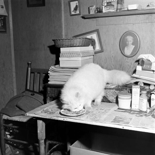 The Surprising Story of Carolyn Swanson and her Seeing-Eye Persian Cat, 1947