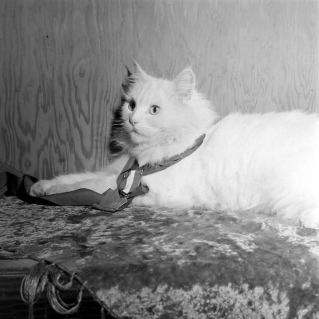 The Surprising Story of Carolyn Swanson and her Seeing-Eye Persian Cat, 1947