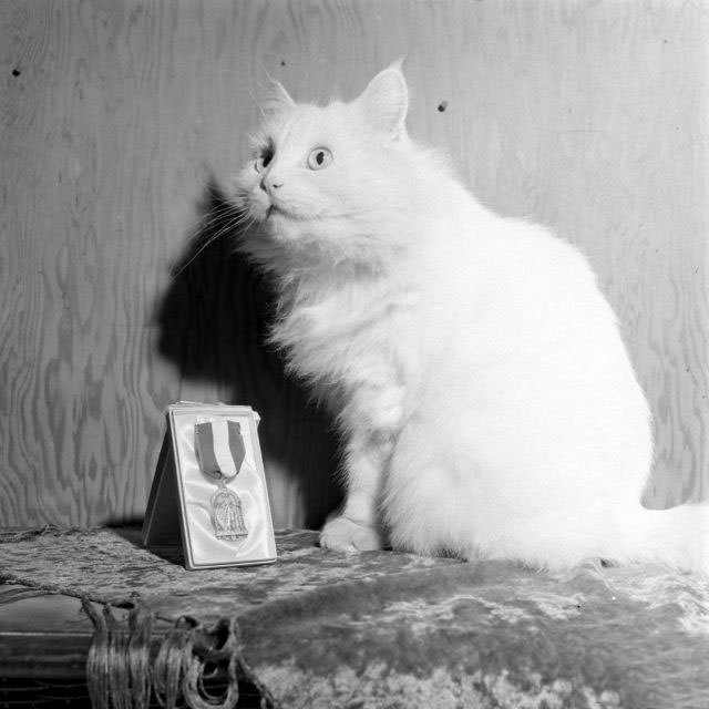 The Surprising Story of Carolyn Swanson and her Seeing-Eye Persian Cat, 1947