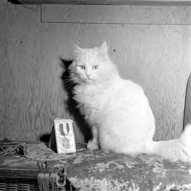 The Surprising Story of Carolyn Swanson and her Seeing-Eye Persian Cat, 1947