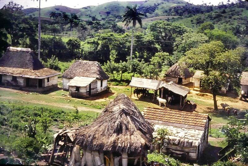 Farm animals and different roofs, Cuba, 1950