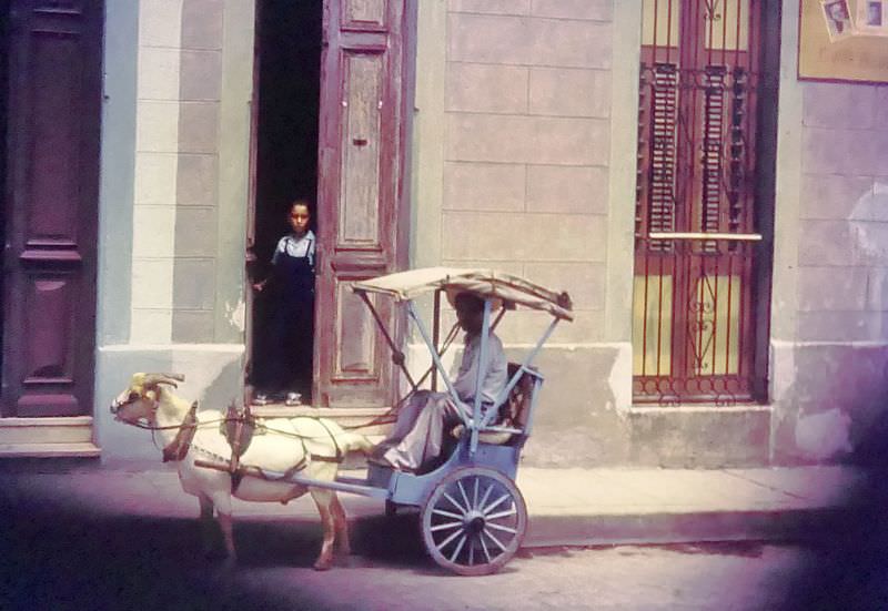 Havana. Goat and small buggy, Cuba, 1950