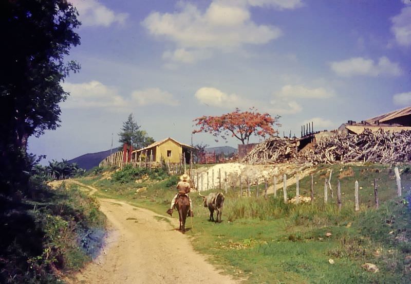 Horse and ox along a country road with firewood at right, Cuba, 1950