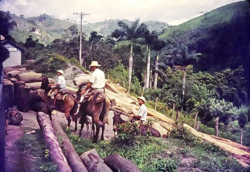 Men on horseback handling logs, Cuba, 1950