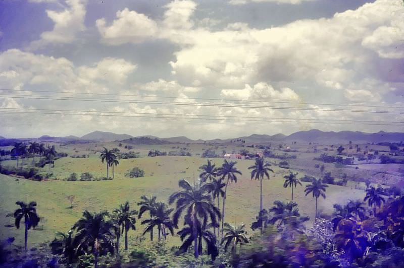 Palm trees and mountains, Cuba, 1950