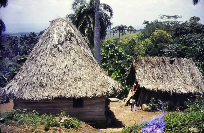 Thatched houses, Cuba, 1950