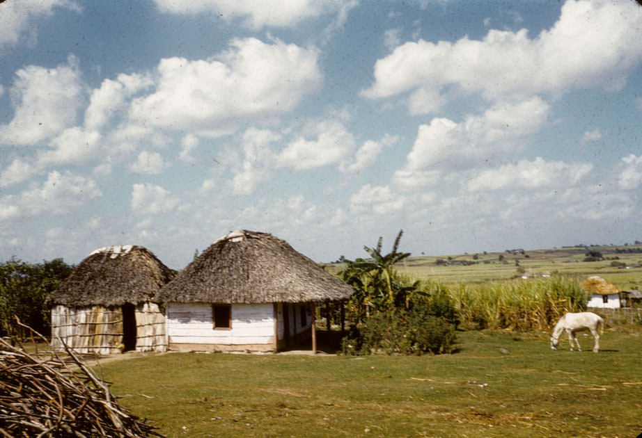 Houses with thatched roofs, white horse grazing