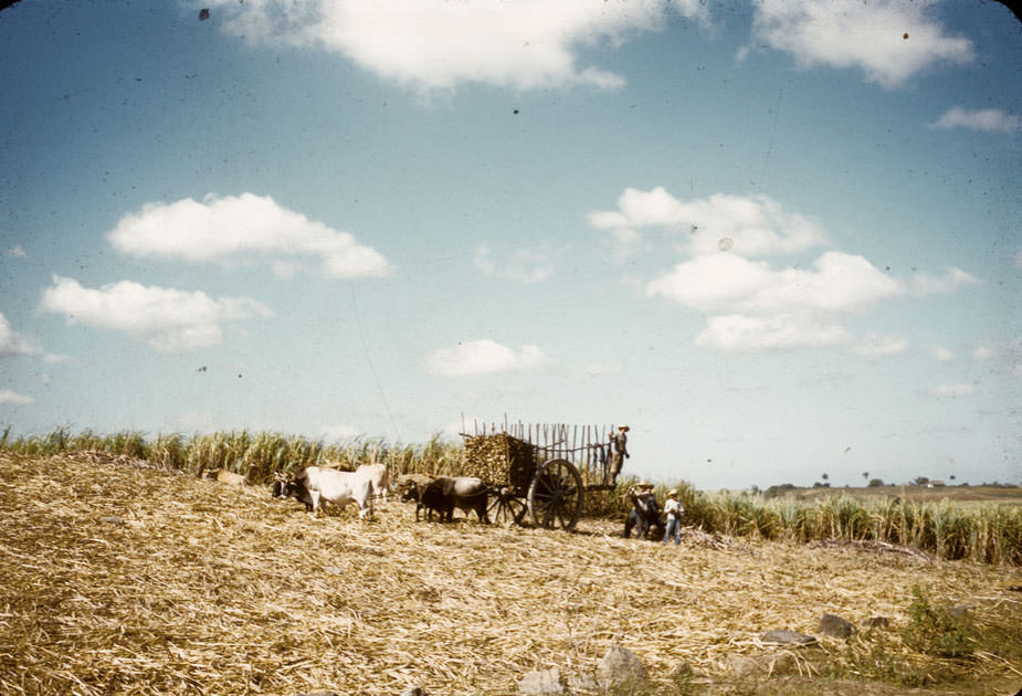 Loading sugarcane near Ramona or Humagea, Cuba, 1956