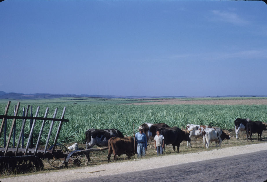 Ox cart with caterpillar treads in back