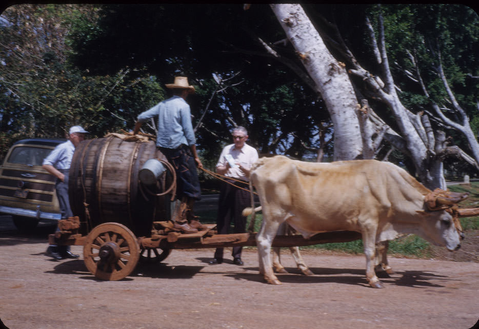 Ox team pulling large wooden barrel