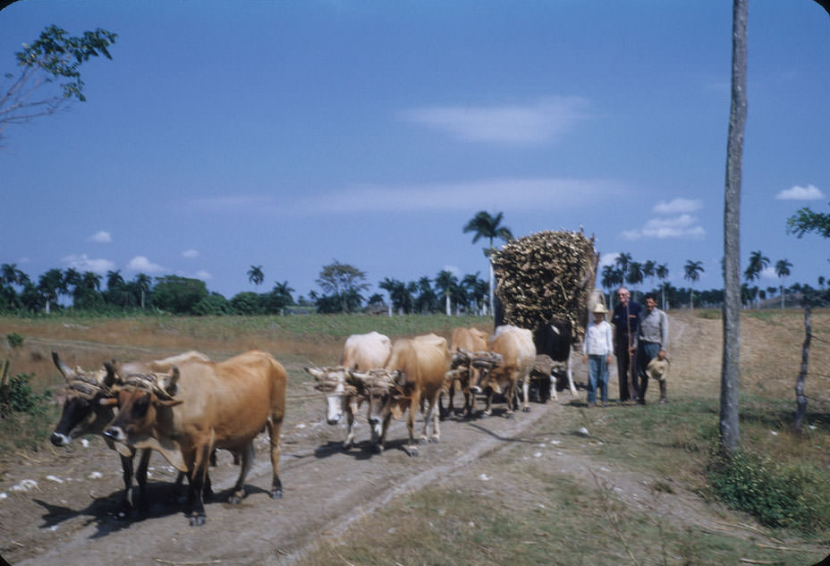 Oxen pulling large wagon load of sugarcane